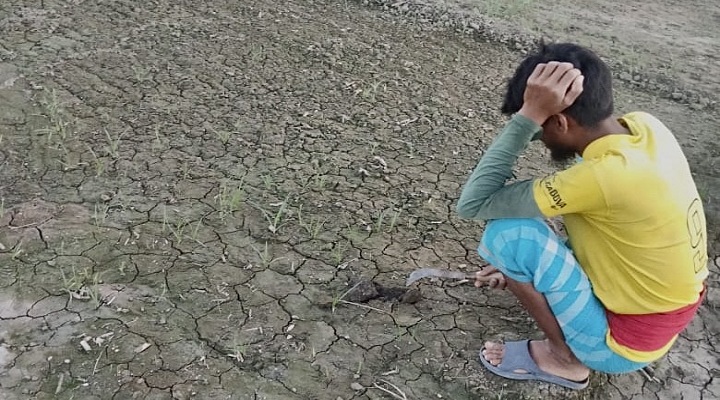 উপজেলার কসবামাজাইল ইউনিয়নের নটাভাঙ্গা মাঠ থেকে তোলা। ছবি: প্রতিনিধি