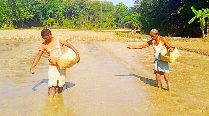 রাউজানে ধানের বীজতলা তৈরিতে ব্যস্ত কৃষক।
