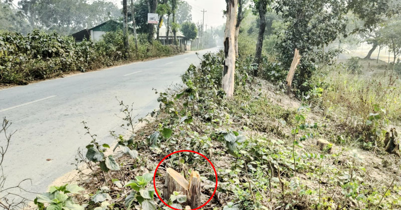 সড়কের পাশে কর্তন হওয়া গাছের গুঁড়ি। ছবি: প্রতিনিধি