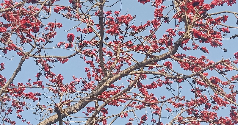 ছবিটি শালিখা উপজেলার তালখড়ি জান্দড়া গ্রাম থেকে তোলা।