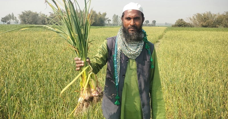 বোচাগঞ্জ বিনা চাষে রসুন আবাদ করা নুর শাহ আলম তার নিজ ক্ষেতে রসুন হাতে। ছবি: প্রতিনিধি