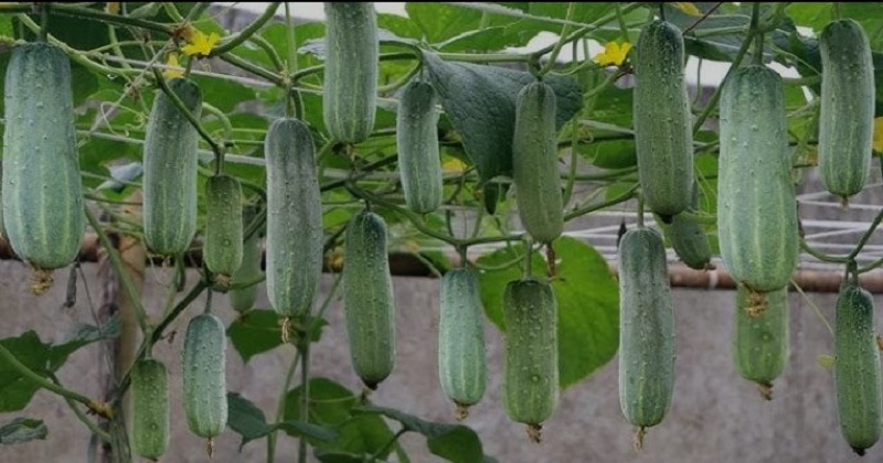 ছবি : প্রতিনিধি