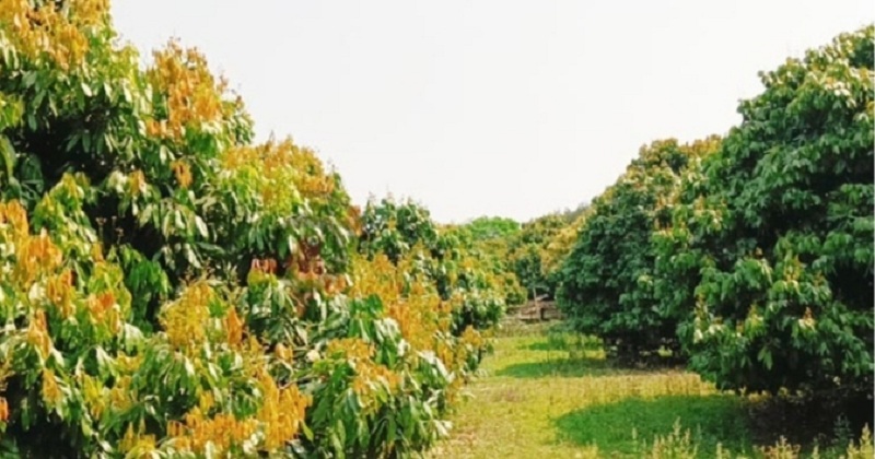   ঈশ্বরদীতে লিচুর ফলন বিপর্যয়ের শঙ্কা