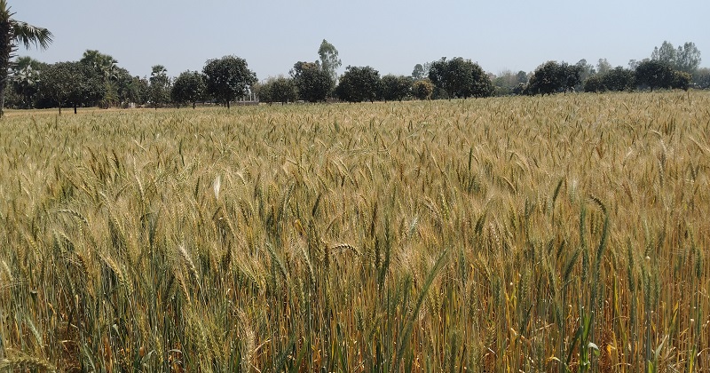 পত্নীতলার একটি গম ক্ষেত।  