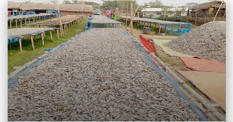 সাতক্ষীরার শুটকি রপ্তানি হচ্ছে ভারতে