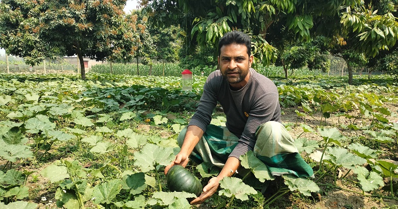 মিষ্টি কুমড়ার ক্ষেত পরিচর্যা করছেন উপজেলার নেহালগাঁও উচ্চ বিদ্যালয়ের কৃষি শিক্ষক হুমায়ুন কবির জনি | ছবি : খোলা কাগজ