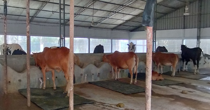 বোচাগঞ্জ উপজেলার জহুরা এগ্রিকালচার ইন্ডাষ্ট্রিজ অ্যান্ড অটো রাইস মিলস প্রাইভেট লিমিটেডের ২টি খামার হতে চোররা ১১টি গরু নিয়ে পালিয়েছে।