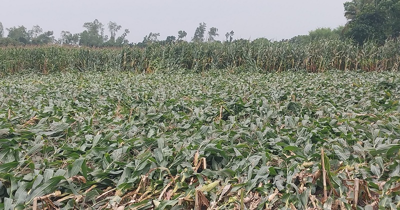 ফুলবাড়ীতে কালবৈশাখী ঝড়ে ফসলের ব্যাপক ক্ষতি
