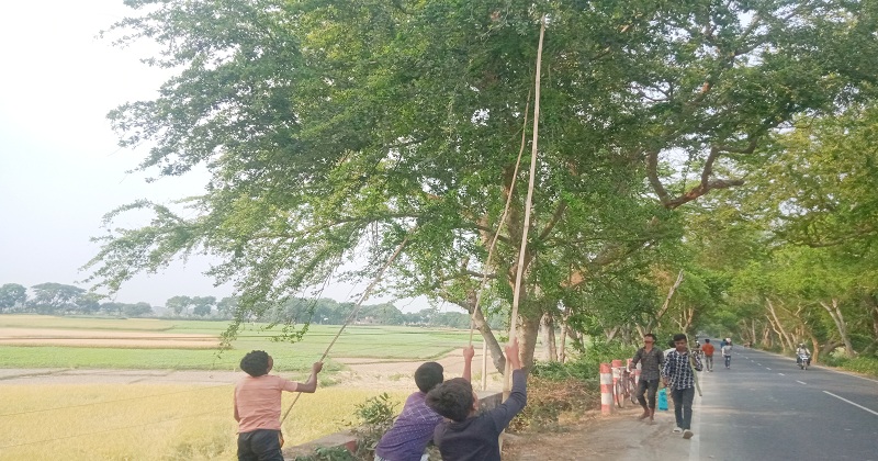 ছবিটি উপজেলা সদর আড়পাড়া ইউনিয়নের রামকান্তপুর গ্রাম থেকে তোলা 