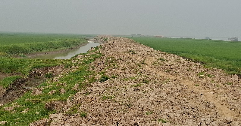 হাওরের ফসল রক্ষা বাঁধ। ছবি : প্রতিনিধি