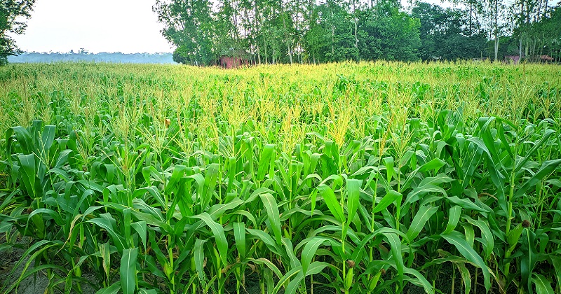মৌলভীবাজারে ভুট্টা চাষে ভাগ্য বদলের স্বপ্ন দেখছেন কৃষকরা