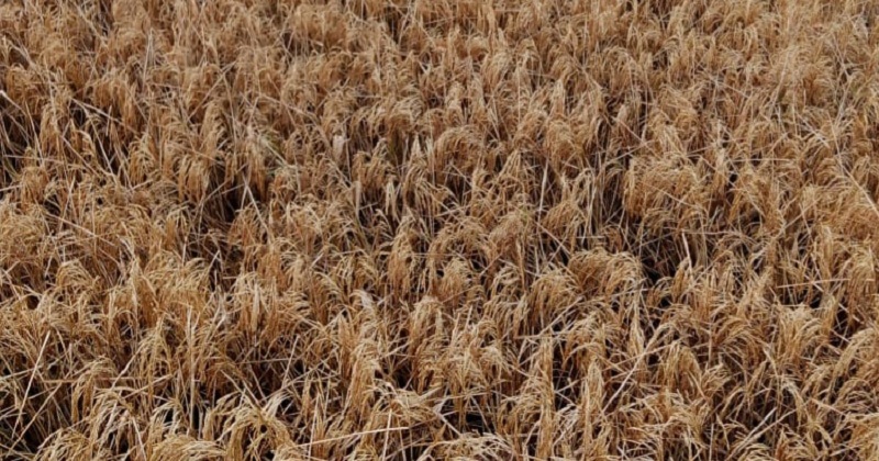 ছবি: খোলা কাগজ