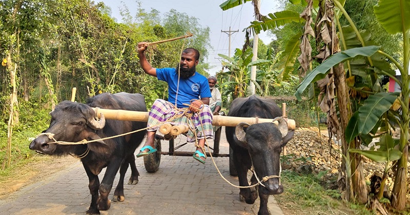 হারিয়ে যাচ্ছে গ্রামবাংলার ঐতিহ্যবাহী মহিষের গাড়ি