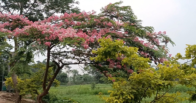 রাস্তার দুপাশে রঙিন ফুল। ছবি : প্রতিনিধি