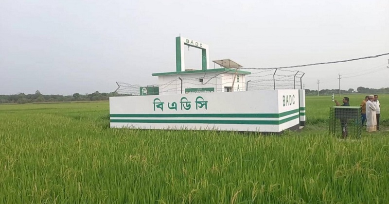 লালপুরে সরকারি সেচ প্রকল্প কৃষকের আশীর্বাদ, বেড়েছে উৎপাদন