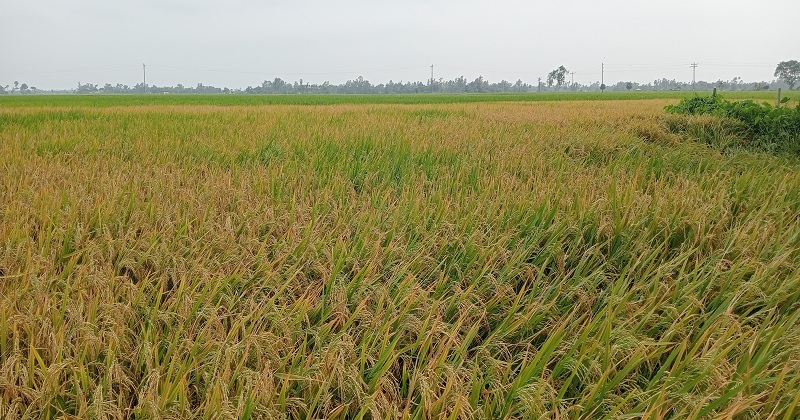 ছবি : খোলা কাগজ