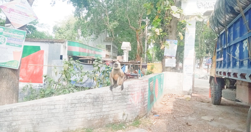 ছবিটি শালিখা উপজেলা পরিষদের সামনে থেকে তোলা