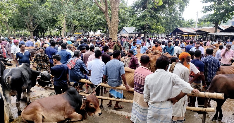 পশুর হাট। ছবি : প্রতিনিধি