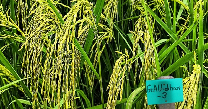 ছবি : প্রতিনিধি