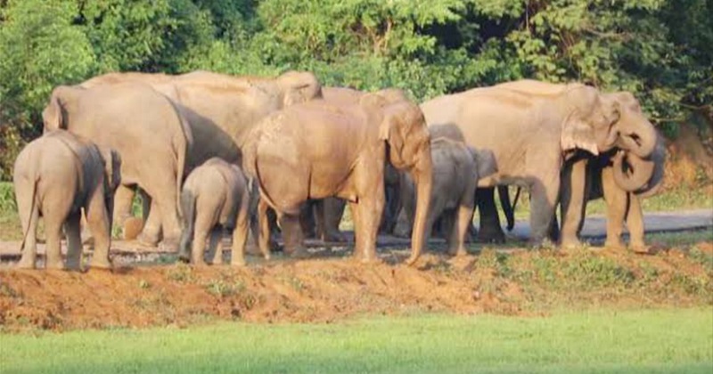 বন্যহাতি। ফাইল ছবি