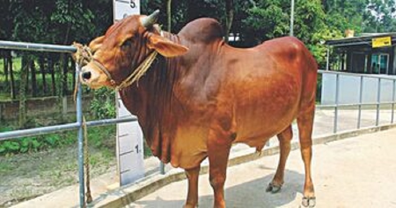 ফাইল ছবি