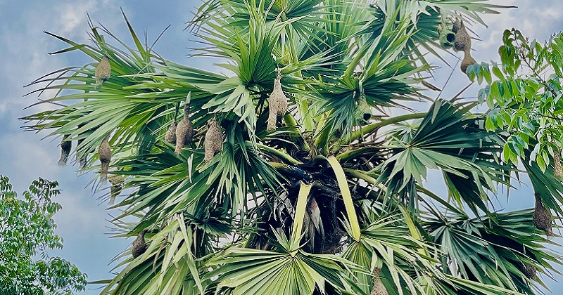 পাংশায় দেখা মিললো হারিয়ে যাওয়া বাবুই পাখির বাসা