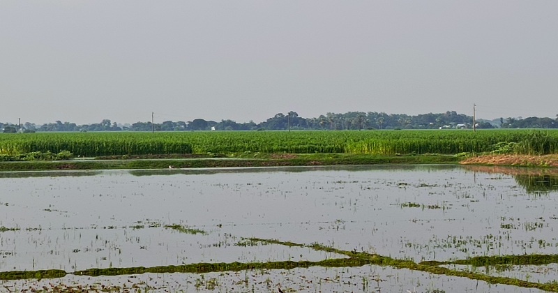বৃষ্টির পানিতে পচন ধরেছে পাটের গোড়া, ক্ষতির মুখে চাষিরা