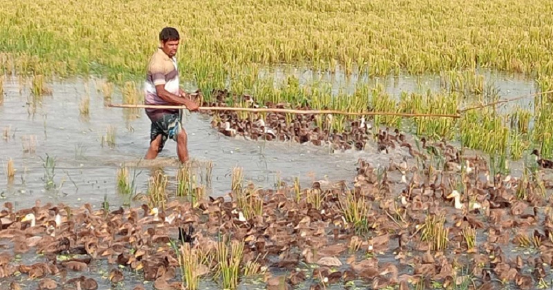 হাঁস পালনে আসলামের সফলতার গল্প