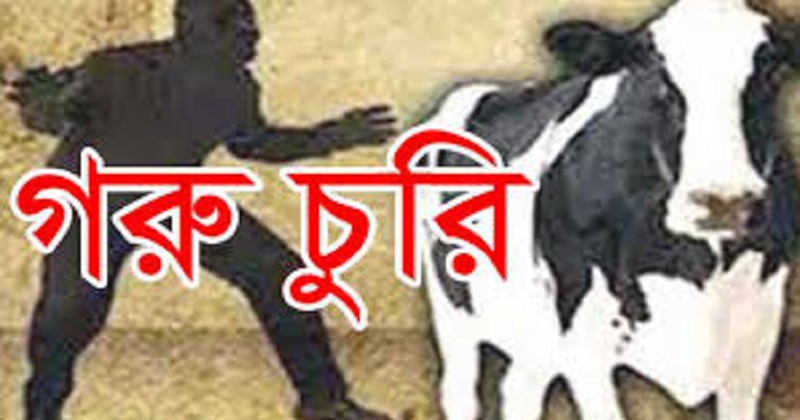 টঙ্গিবাড়ীতে গরু চুরি করে পালানোর সময় দুই চোর আটক