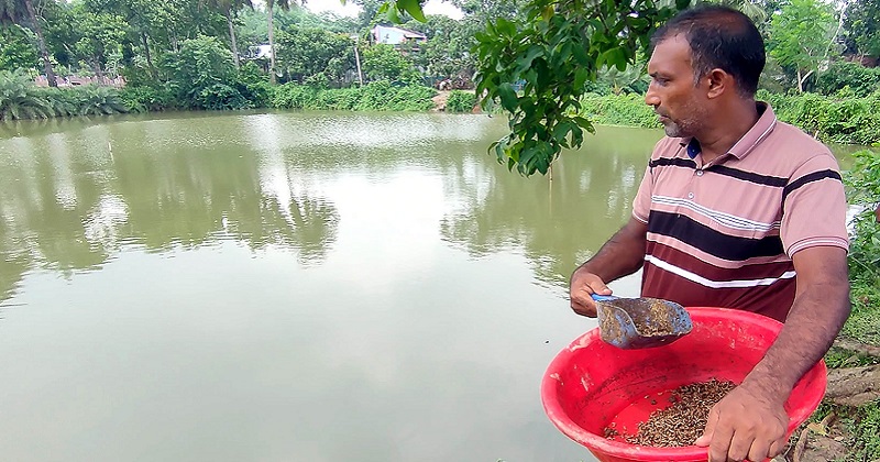 নিজের পুকুরে কালো সৈনিক পোকা ছিটিয়ে ‍দিচ্ছেন চাষি আহসান হাবীব। ছবি : প্রতিনিধি