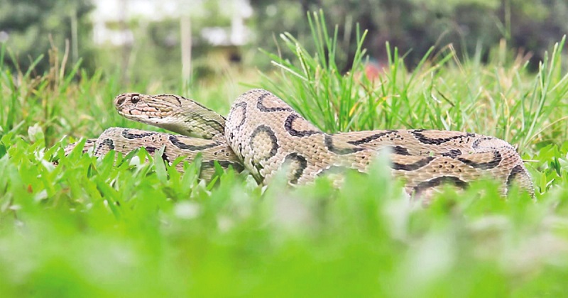ছবি : সংগৃহীত