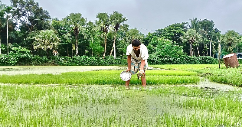 ছবিটি উপজেলা সদর আড়পাড়া ইউনিয়নের পুকুরিয়া গ্রাম থেকে তোলা। ছবি : প্রতিনিধি