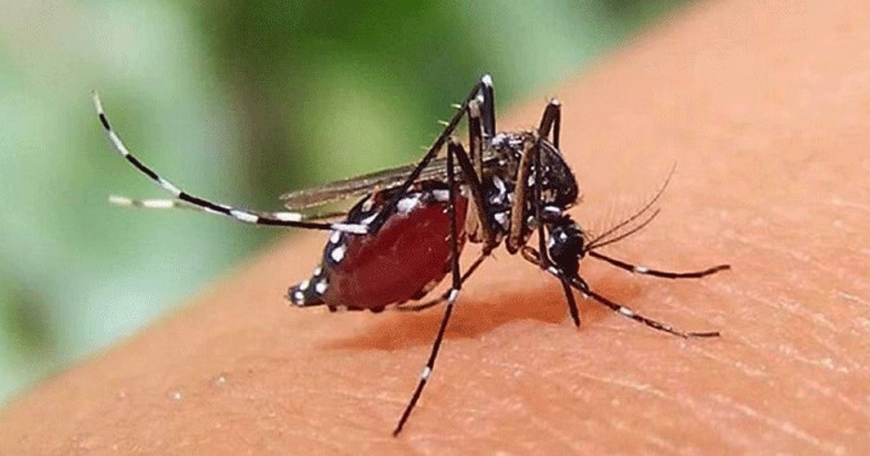 একদিনে ডেঙ্গুতে মৃত্যু ৩, হাসপাতালে ৩৩১