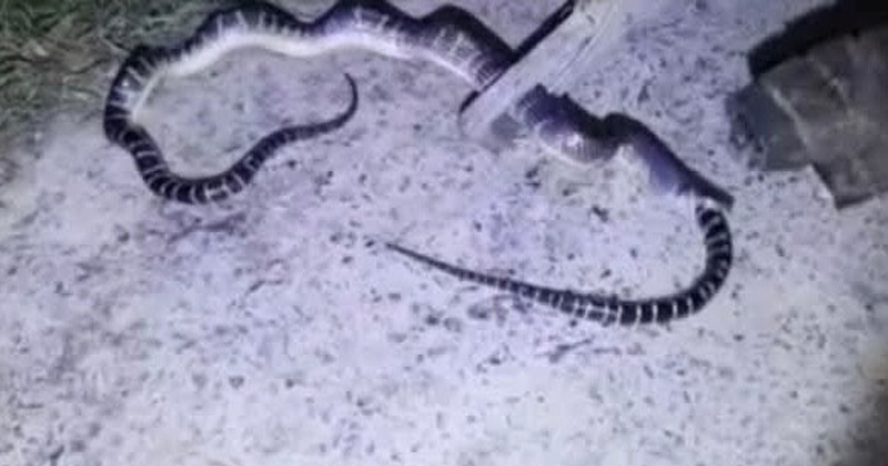 ছবি : প্রতিনিধি