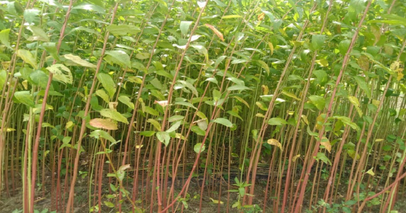 ছবিটি শালিখা উপজেলার তালখড়ি ইউনিয়নের ছান্দড়া গ্রাম থেকে তোলা | ছবি : খোলা কাগজ