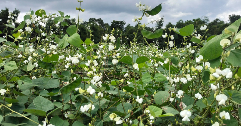 গ্রীষ্মকালীন শিম। ছবি : প্রতিনিধি