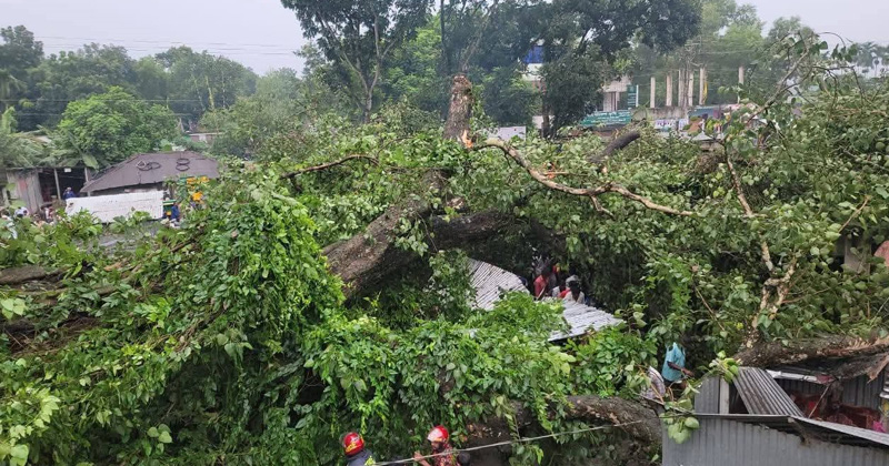 শতবর্ষী বটগাছ ভেঙে পড়েছে জনসমাগমপূর্ণ স্থানে। ছবি : খোলা কাগজ