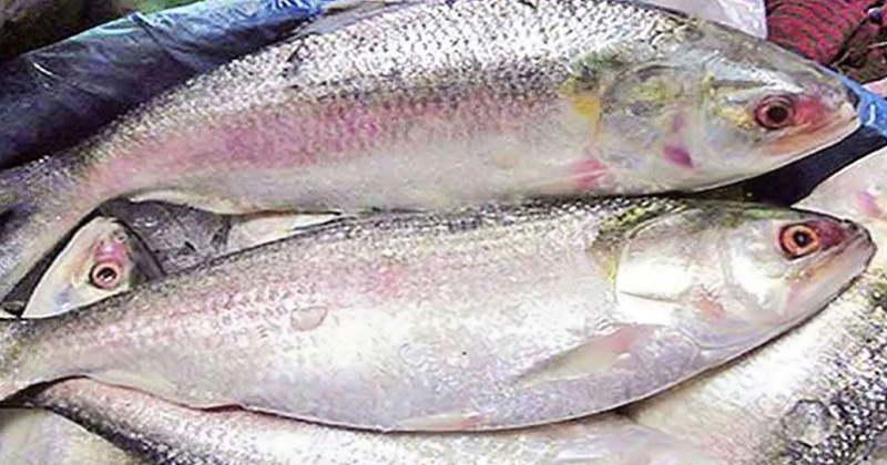 একমণ চালের দামেও মিলছে না এক কেজি ইলিশ