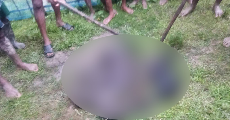 বড়লেখা ২০ফুট লম্বা অজগরকে পিটিয়ে হত্যা 