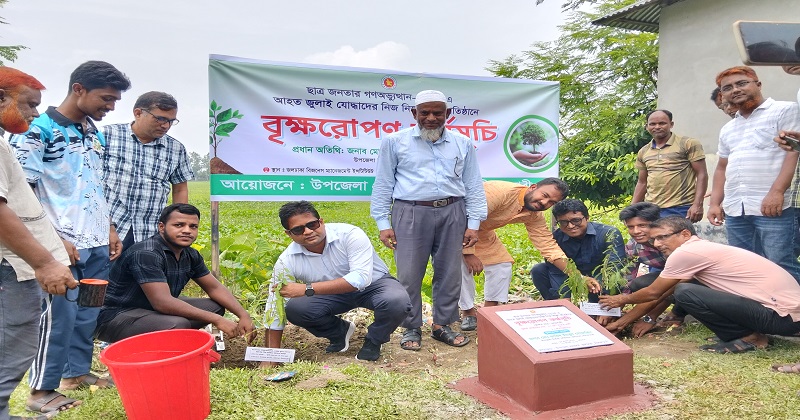 জুলাই আহতদের স্মরণে জলঢাকায় নিজ নিজ শিক্ষা প্রতিষ্ঠানে বৃক্ষরোপণ