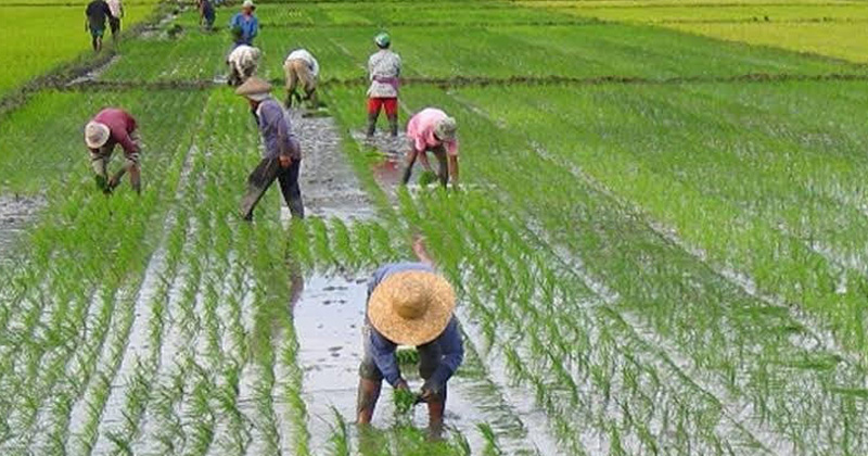 আমনের চারা রোপণে ব্যস্ত সময় পার করছেন কৃষক