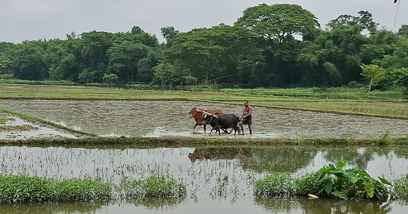 গরু দিয়ে হাল চাষ করছেন কৃষক মো. আসাদ। ছবি : খোলা কাগজ