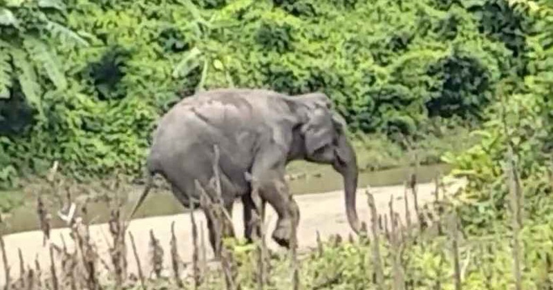 স্থলমাইন বিস্ফোরণে আহত বন্যহাতি। ছবি : প্রতিনিধি