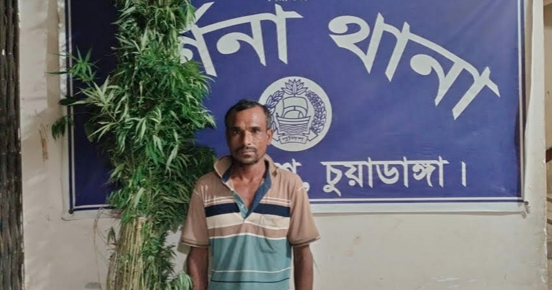 দর্শনায় ৫২টি গাঁজা গাছসহ চাষি আটক