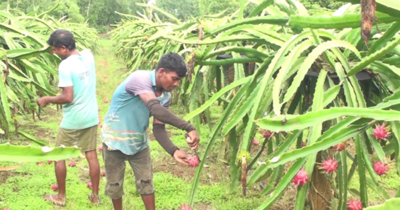 ড্রাগন ফল তোলায় ব্যস্ত সময় পার করছেন শ্রমিকরা। ছবি : প্রতিনিধি