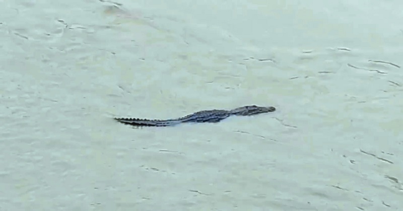 কুমির আতঙ্কে মাগুরার দুই নদীর তীরের মানুষ