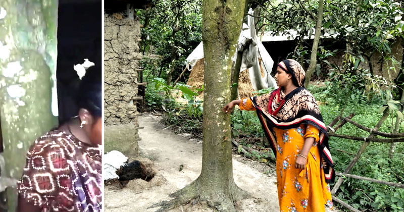 গাছের সাথে পিঠমোড়া করে দড়ি দিয়ে বাঁধা মর্জিনা ও সাগর এবং গাছটি দেখিয়ে দিচ্ছেন মর্জিনার জা সেলিনা