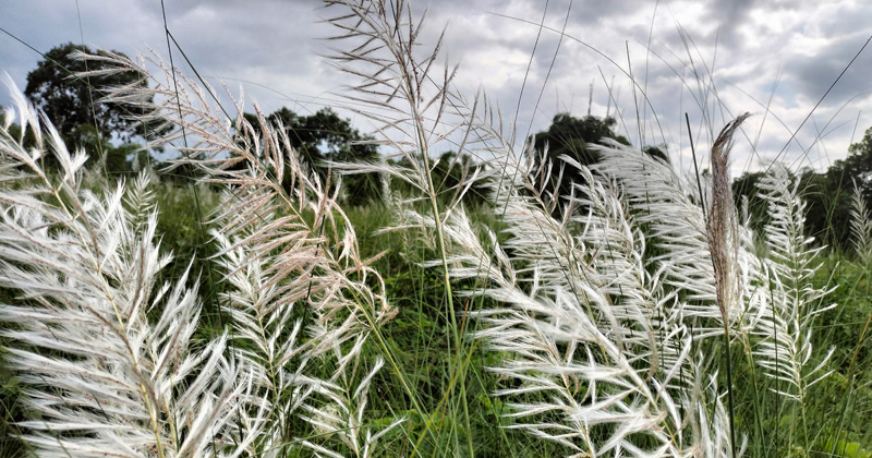 শরতের কাশফুল। ছবি : খোলা কাগজ