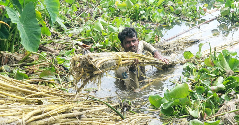 পাটকাঠি থেকে আঁশ ছড়ানোর কাজে ব্যস্ত কৃষক। ছবি : খোলা কাগজ