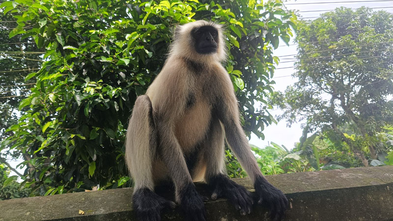 গোদাগাড়ীতে লোকালয়ে ঘুরে বেড়াচ্ছে মুখপোড়া হনুমান